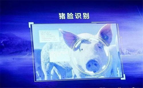 從馬云到劉強(qiáng)東 互聯(lián)網(wǎng)巨頭為何紛紛跨界“養(yǎng)豬”？